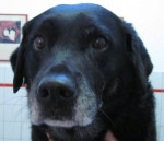 Tessa, labr teef van 8jr was behoorlijk kreupel aan linker voorpoot.Met acupunctuur en fysiotherapie loopt ze weer okay.